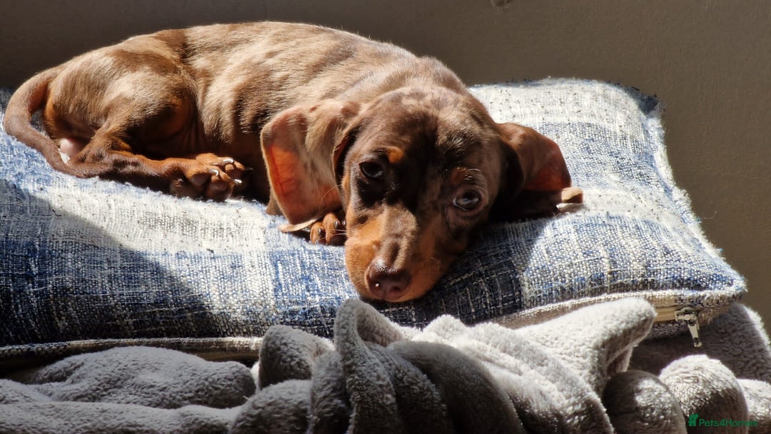 Dachshund dogs for stud: * STUD* Gorgeous daple dachshund  - Image 2