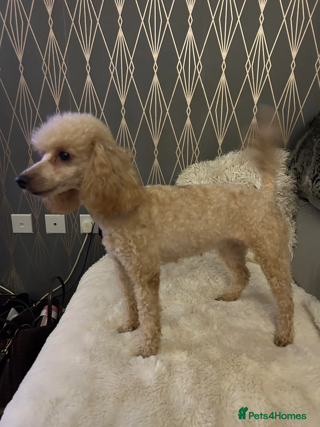 Toy Poodle dogs for sale: Toy poodle female  - Advert 2