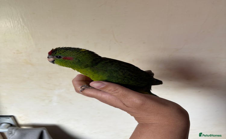 Parakeets birds - Advert 8