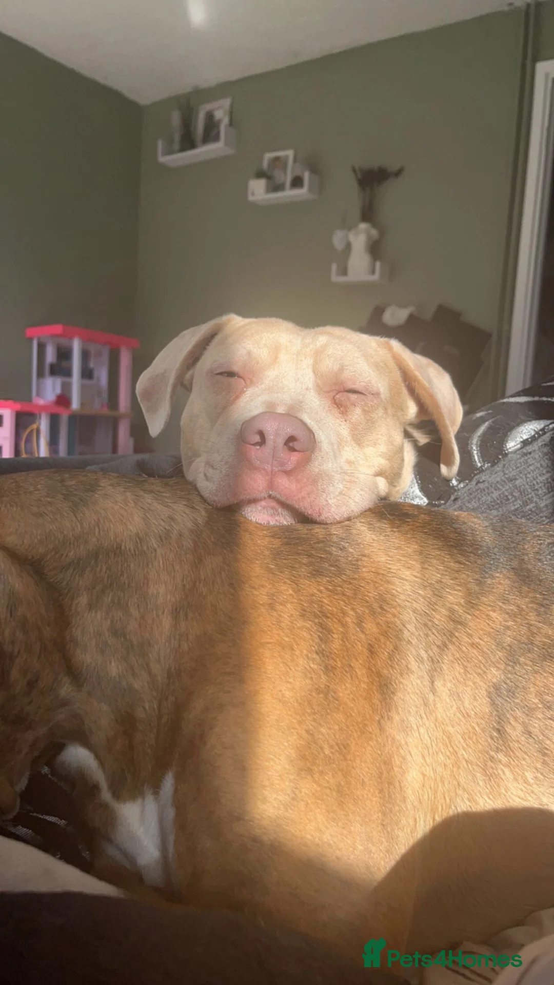 Mixed Breed dogs for sale: American bulldog mix - Advert 4