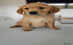 Golden Retriever dogs for sale: Golden Retriever Puppies  - Image 17