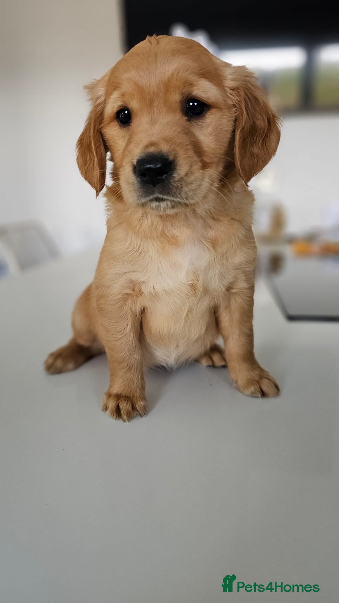 Golden Retriever dogs for sale: Golden Retriever Puppies  - Image 17
