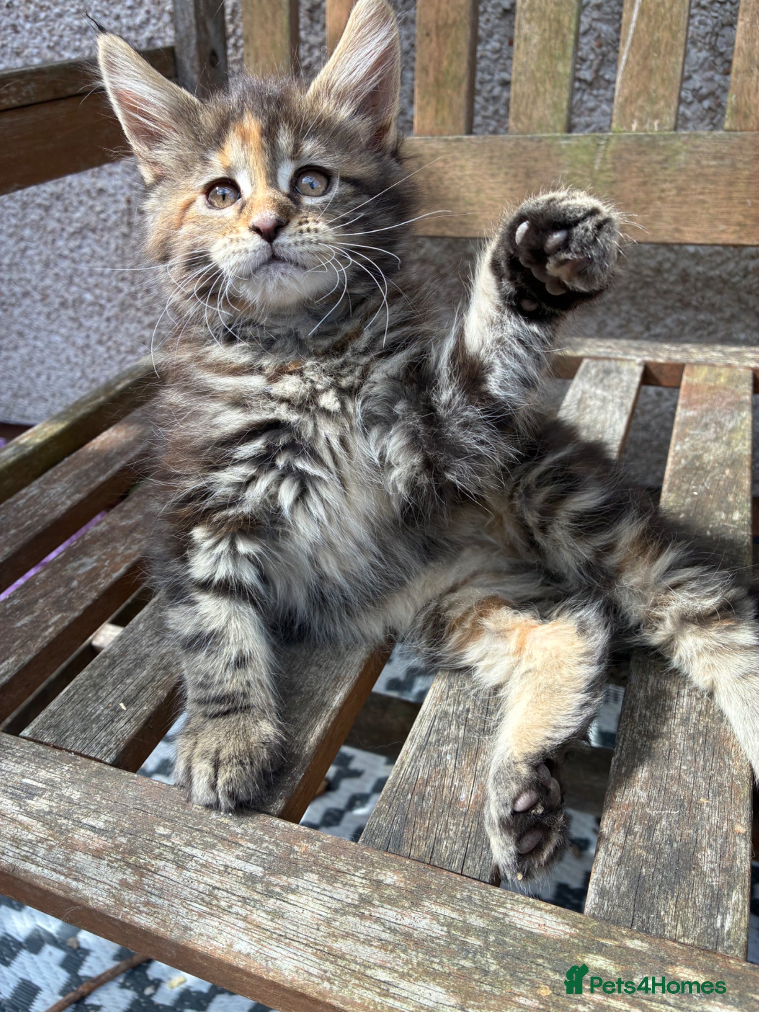 Maine Coon cats Maine coon kittens  - Advert 2