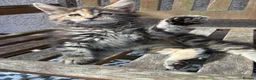 Maine Coon cats for sale: Maine coon kittens  - Advert 1