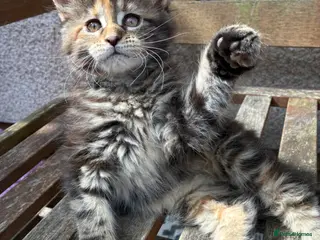Maine Coon cats Maine coon kittens - Advert 2