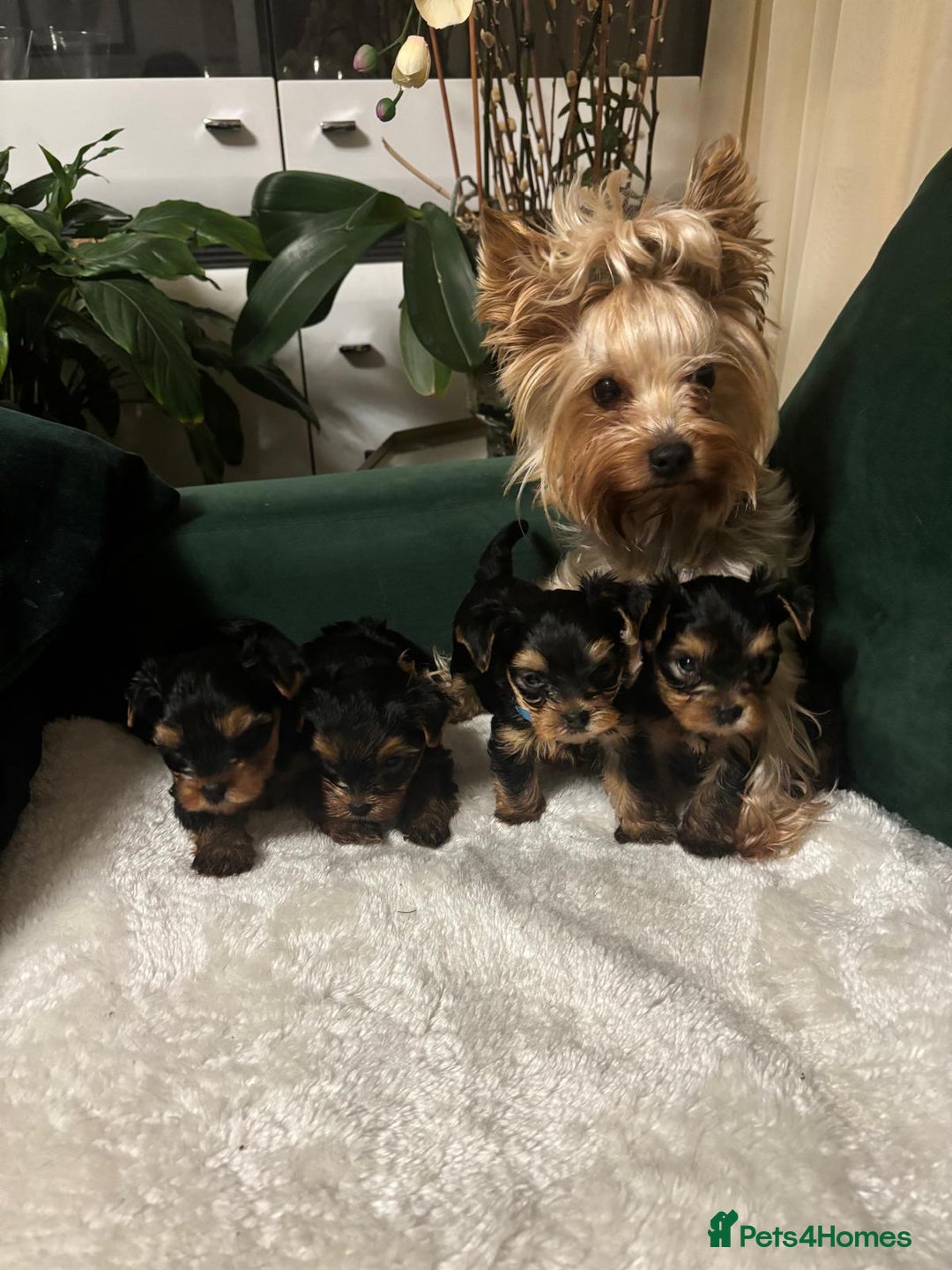 Yorkshire Terrier dogs for sale: ✨Four Adorable Yorkshire Terrier Puppies For Sale✨ - Advert 2