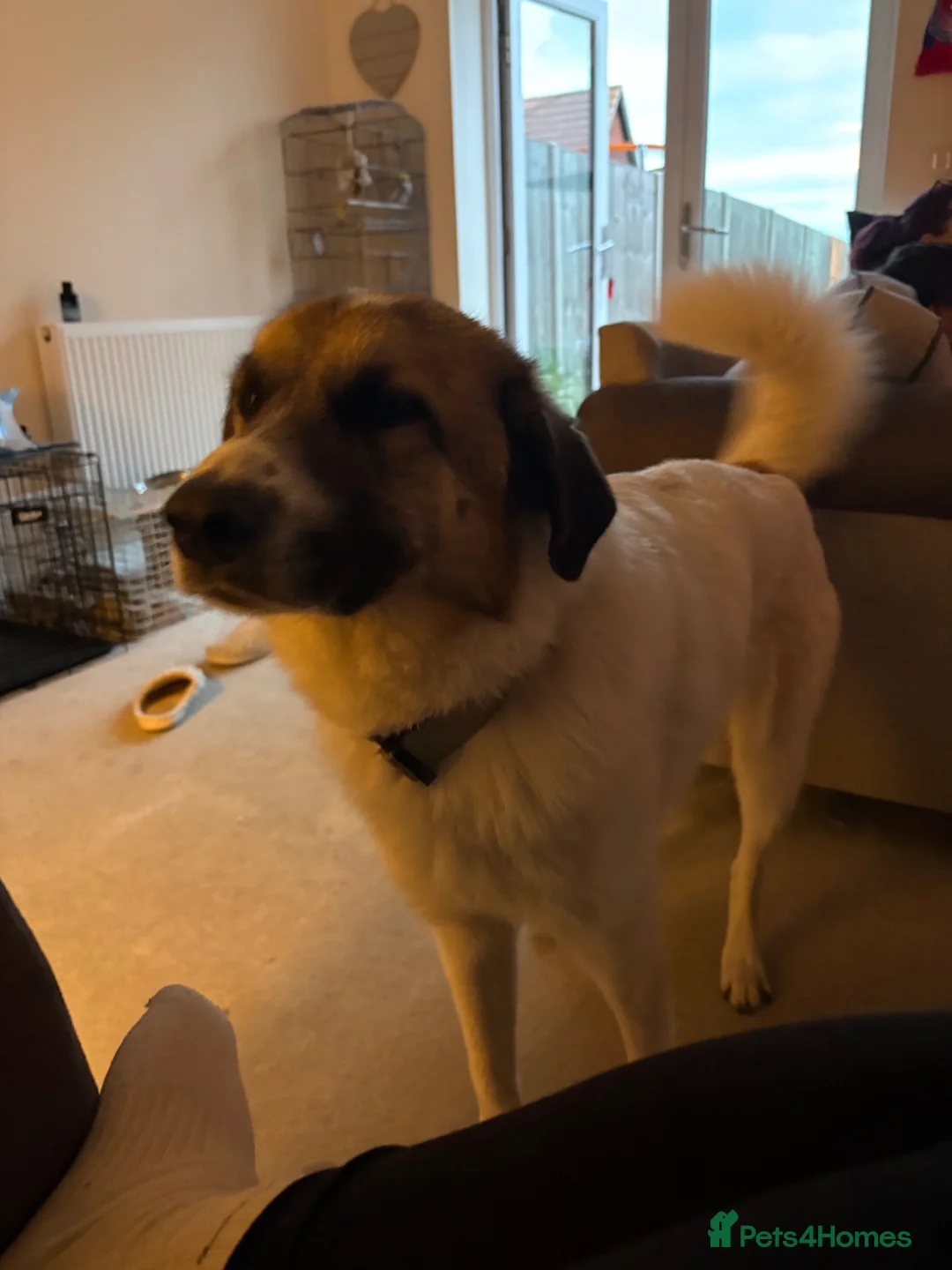 Mixed Breed dogs for sale: Anatolian shepherd cross in Ipswich - Advert 3