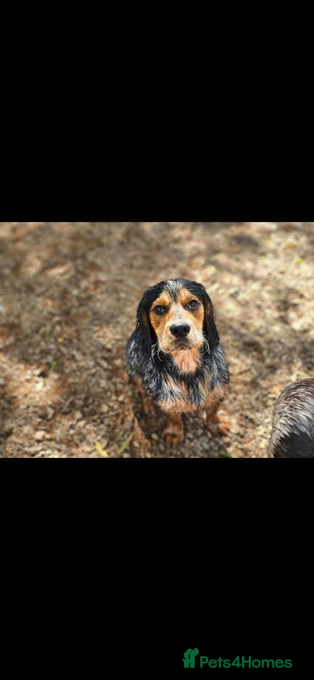 Cocker Spaniel dogs for stud: Standing at STUD Finn  - Advert 6