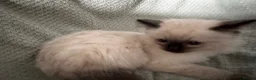 Ragdoll cats for sale: Beautiful pure ragdolls  - Advert 17