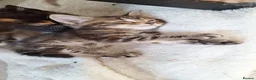 Bengal cats for sale: Beautiful kittens for sale  in Nottingham - Advert 7