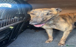 Greyhound dogs for sale: Greyhound  - Image 5