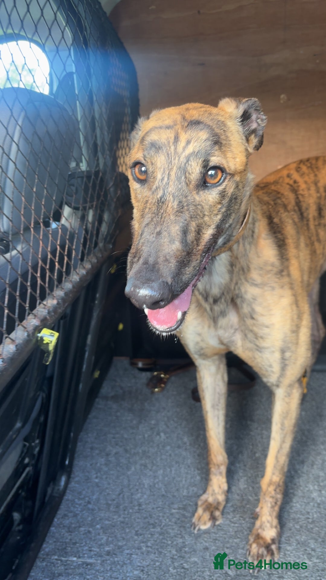 Greyhound dogs for sale: Greyhound  - Image 5