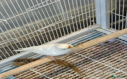 Budgerigars birds for sale: Budgies for sale bonded pair  - Advert 5