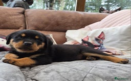 Rottweiler dogs for sale:  Long haired (fluffweilers ) last girl  - Image 2