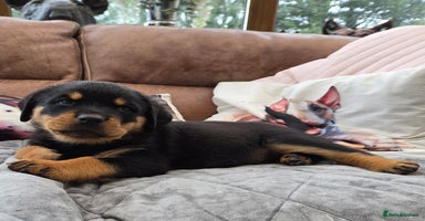 Rottweiler dogs - Advert 5