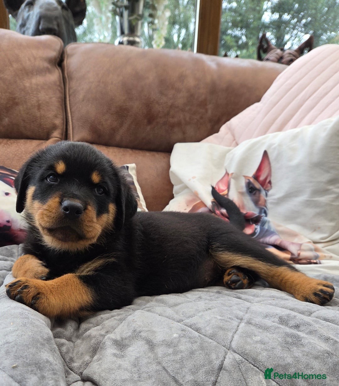 Rottweiler dogs for sale:  Long haired (fluffweilers ) last girl  - Image 2