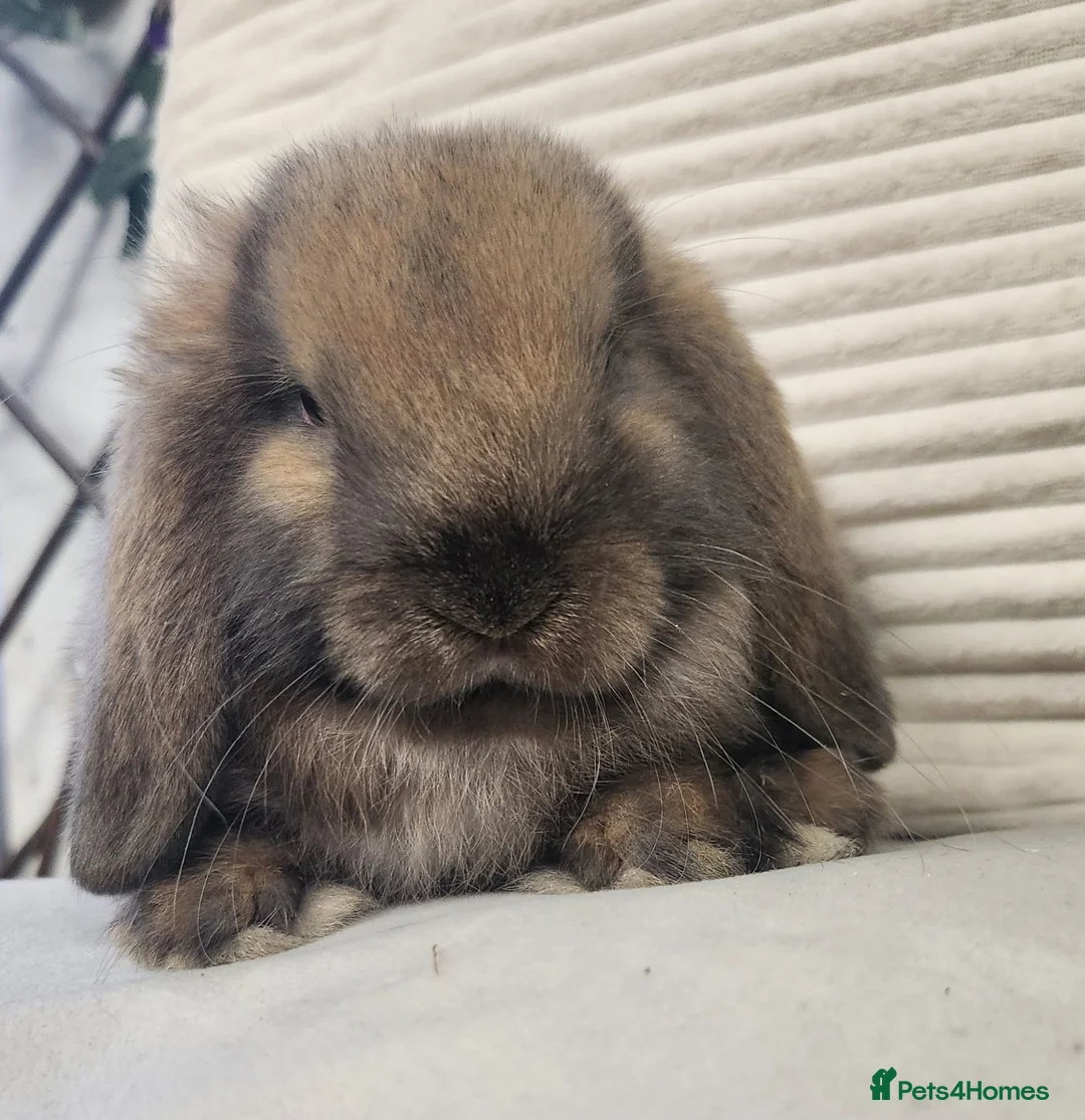 Mini Lop rabbits for sale: Mini lops ready from the 7th of August  - Advert 6