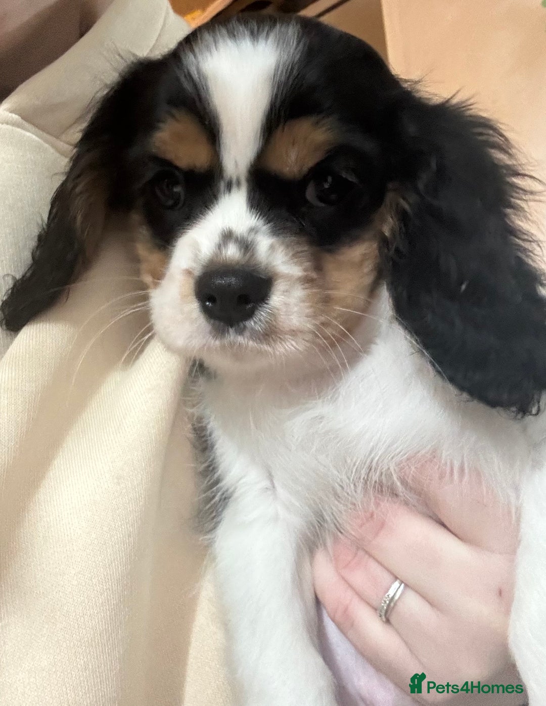 Cavalier King Charles Spaniel dogs for sale: Cavalier King Charles spaniel puppies  - Advert 3