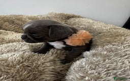 Mixed Breed dogs for sale: Cockapoo x French Bulldog - Image 4