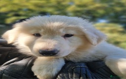 German Shepherd dogs for sale: Gorgeous long coated German Shepherd puppies - Image 3