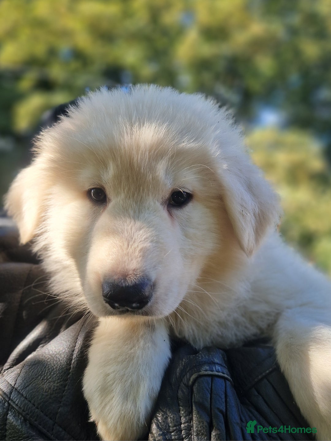 German Shepherd dogs for sale: Gorgeous long coated German Shepherd puppies - Image 3