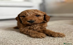 Cockapoo dogs for sale: Beautiful Cockapoo F2 puppies  - Image 6