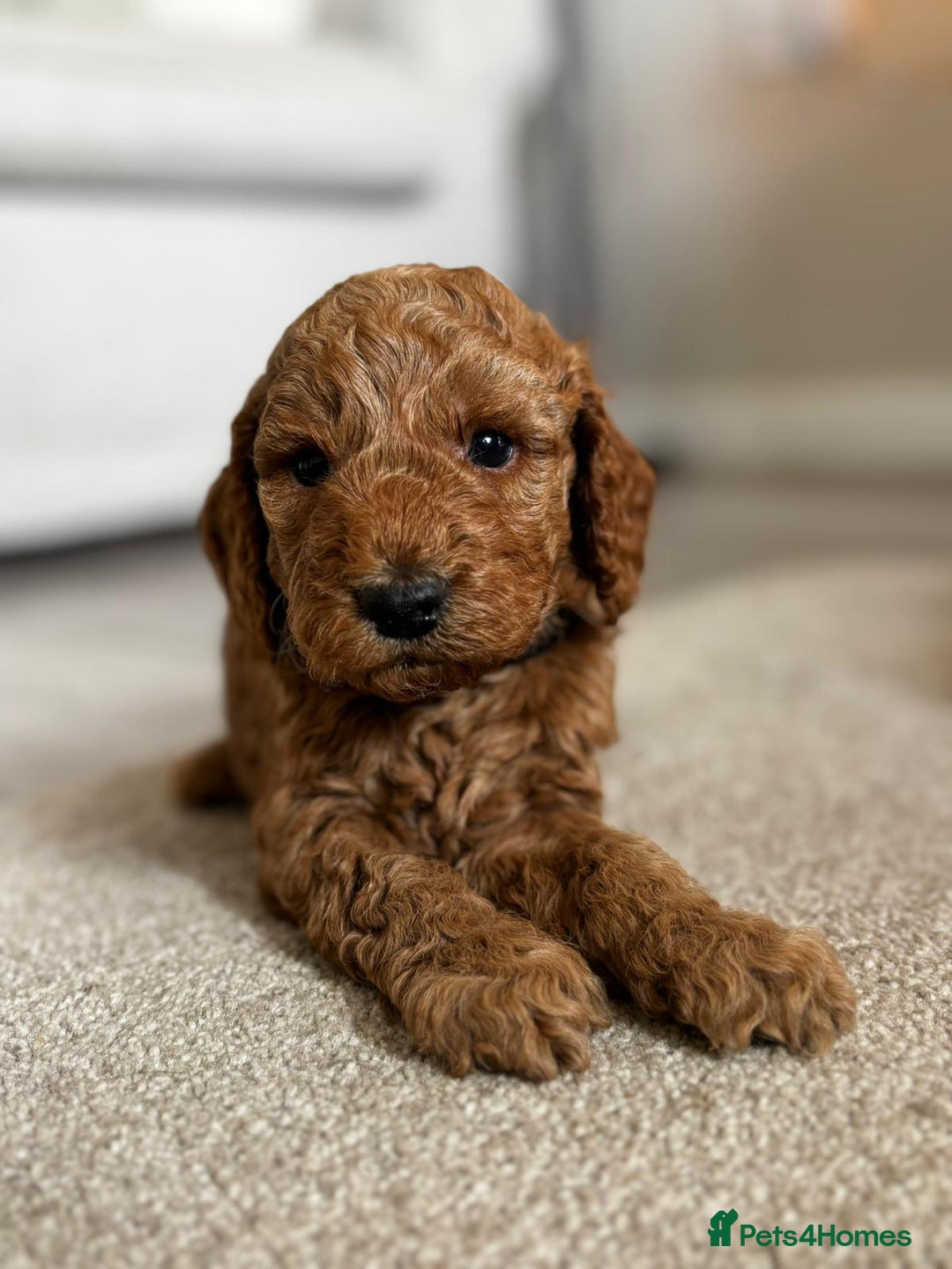 Cockapoo dogs for sale: Beautiful Cockapoo F2 puppies  - Image 6