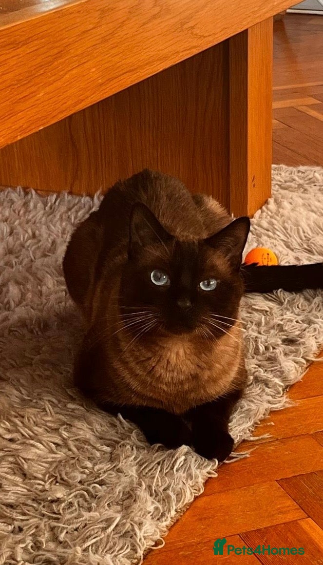 Siamese cats Female cat - Advert 1