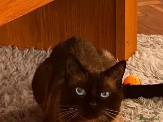 Siamese cats Female cat - Advert 1