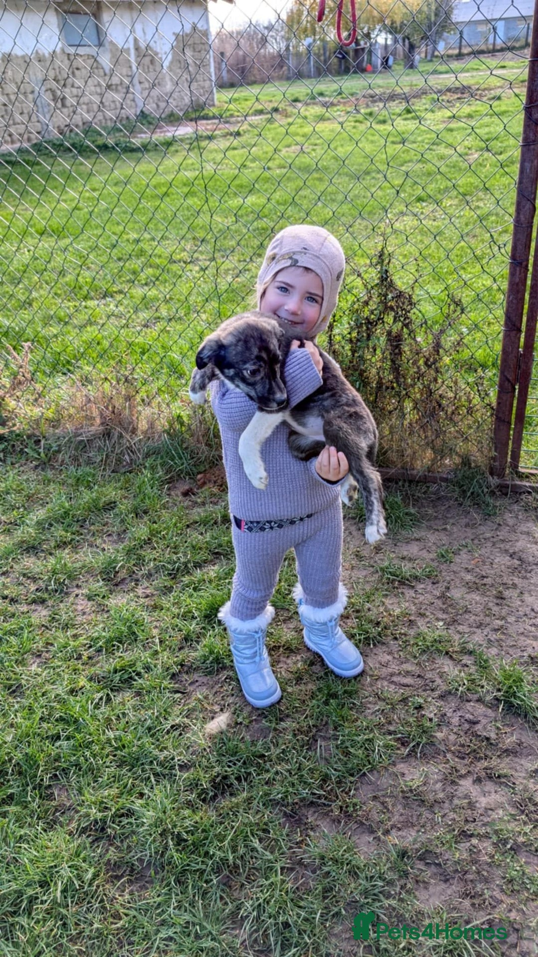 Mixed Breed dogs for adoption: Little Lolly is looking for her family!  - Advert 2