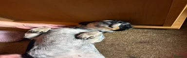 Mixed Breed 2
