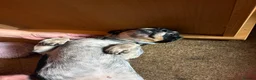Mixed Breed dogs for sale: Schweenie boys  in Bury Saint Edmunds - Advert 5