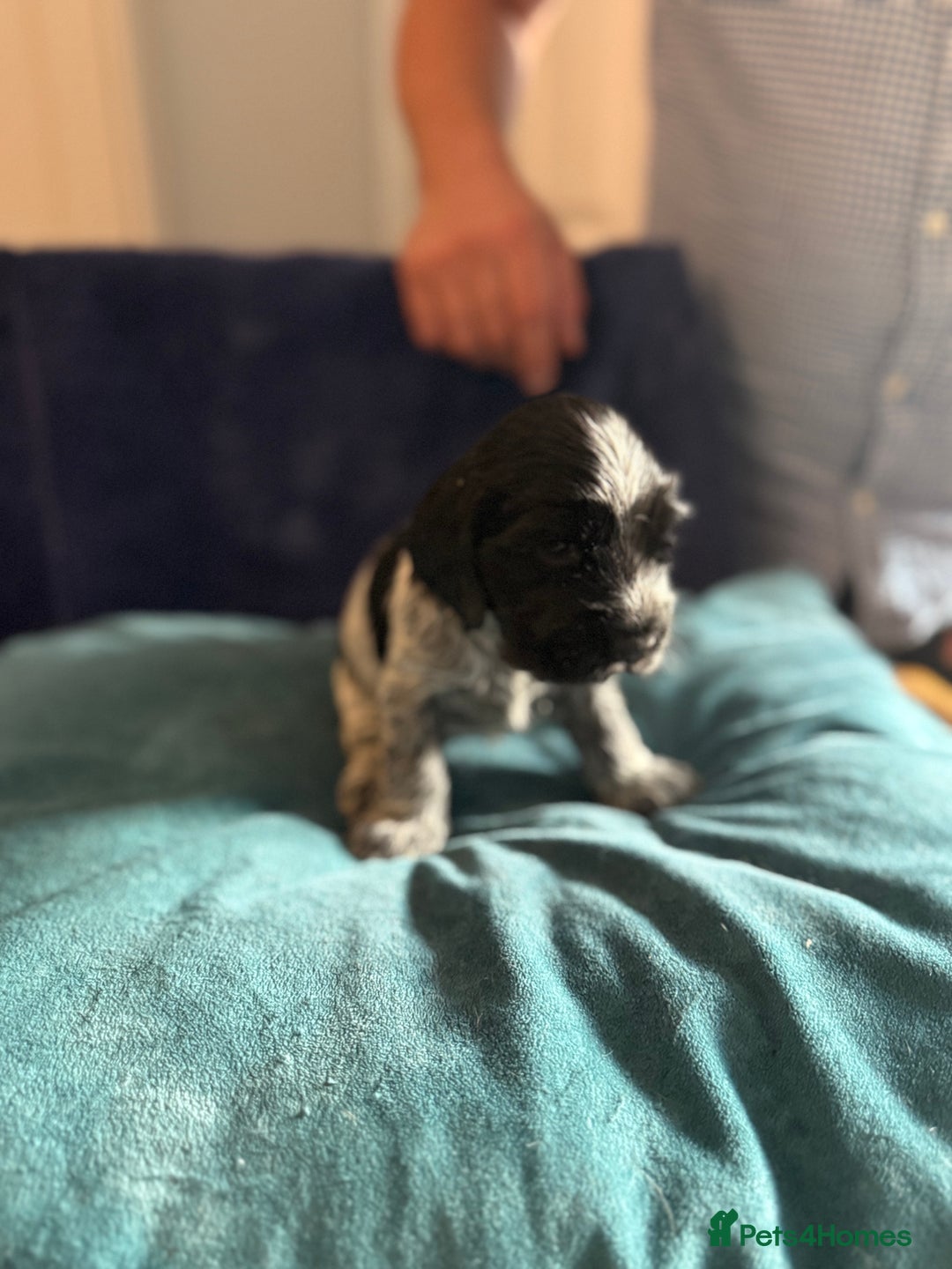 Cocker Spaniel dogs for sale: KC Registered Show Cockers - Image 6
