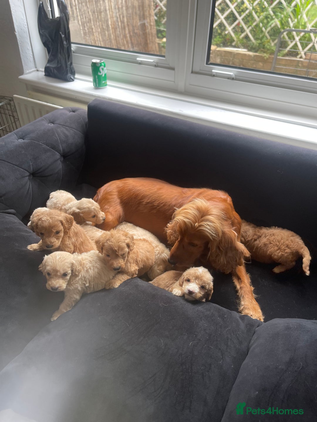 Cockapoo dogs for sale: Cockapoo puppies  - Image 32