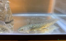 Axolotl reptiles for sale: Nicely grown on Axolotls mixed colours - Image 8