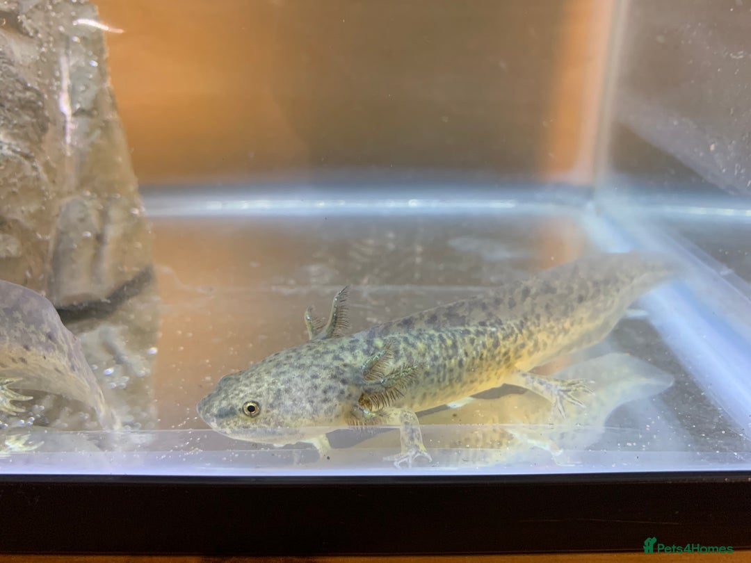 Axolotl reptiles for sale: Nicely grown on Axolotls mixed colours - Image 8