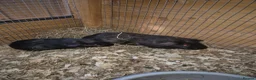 Guinea Pig rodents for sale: Guinea pig babies  - Advert 8