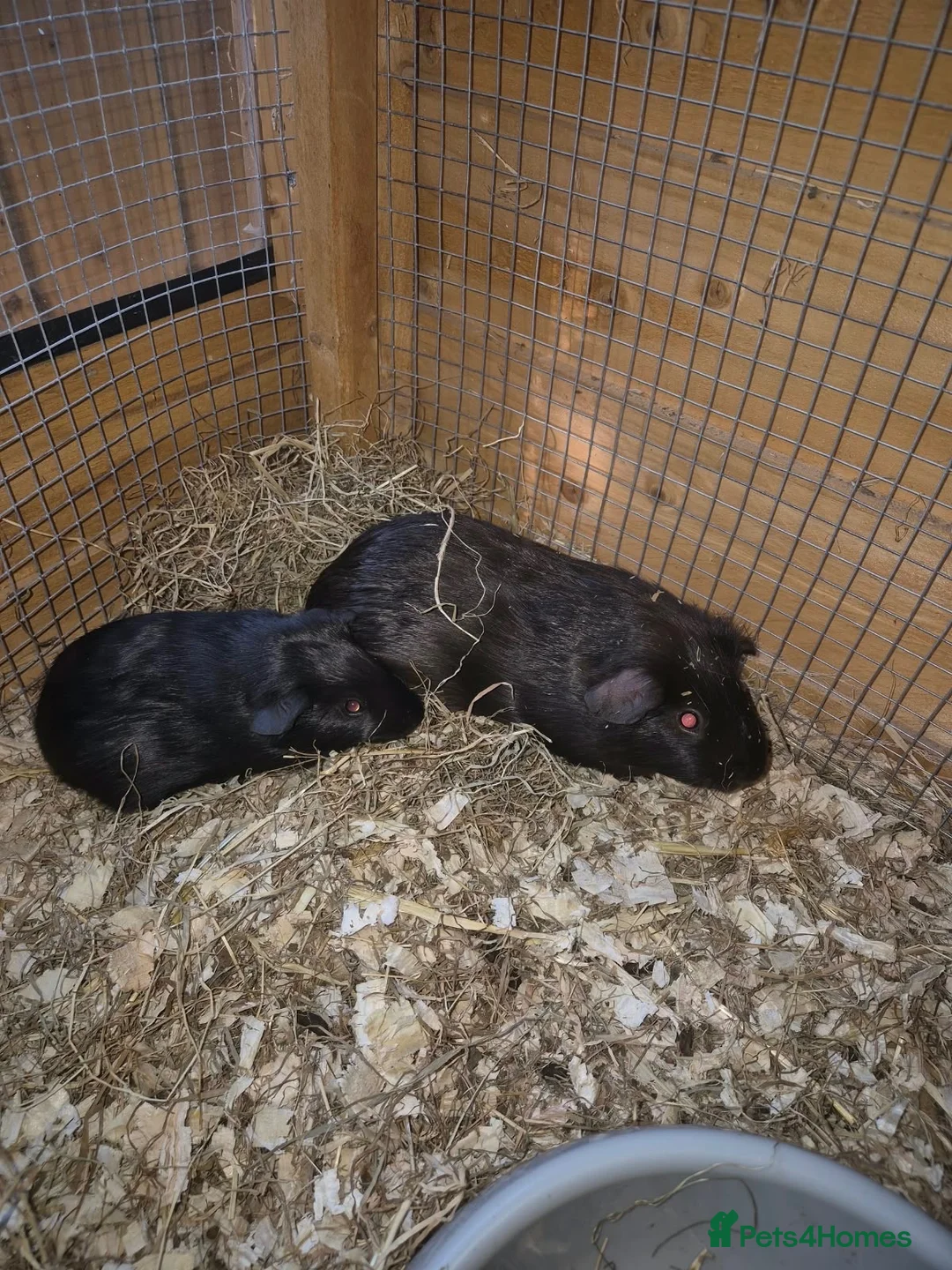 Guinea Pig rodents for sale: Guinea pig babies  - Advert 8