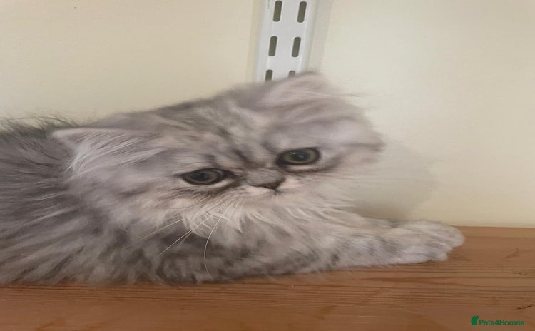Persian cats - Advert 4