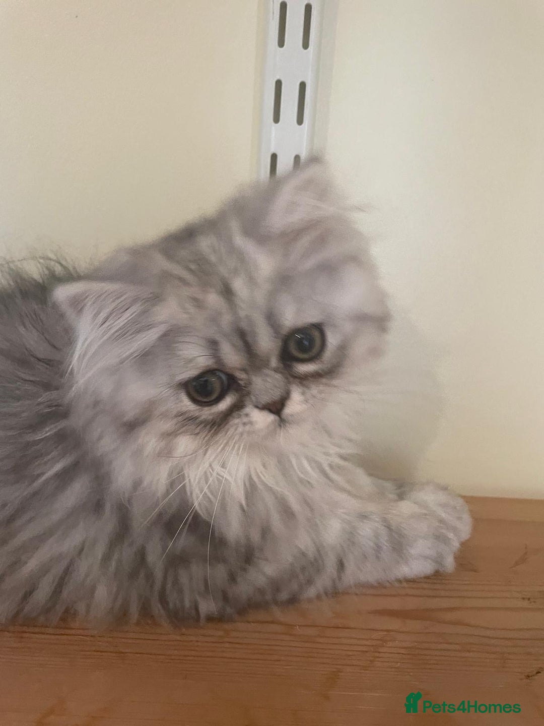 Persian cats for sale: Silver Blue Chinchilla Male Persian Kitten! - Image 1