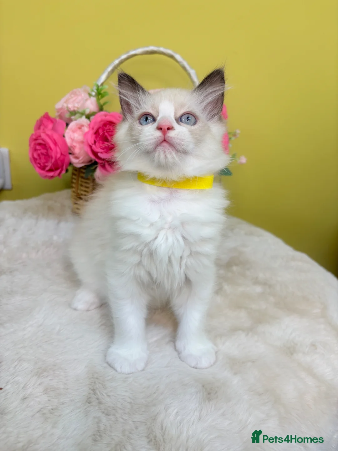 Ragdoll cats for sale: Stunning ✅ PKD HCM Clear ✅ Ragdoll Kittens  - Advert 2