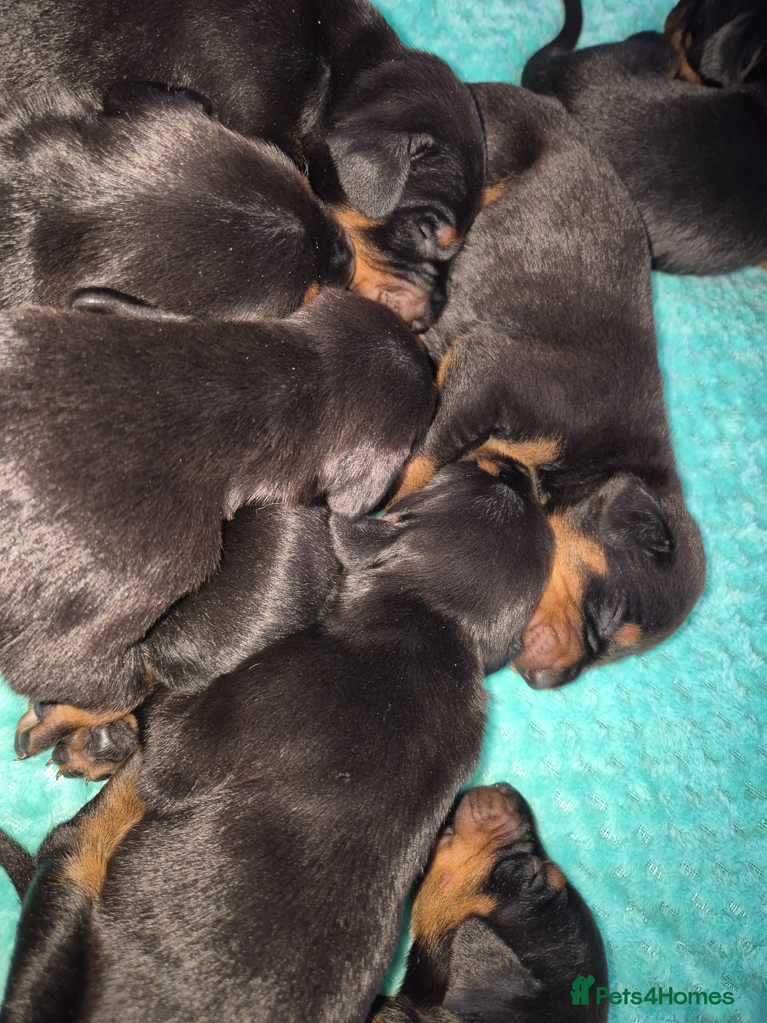 Dobermann dogs ⭐️⭐️⭐️⭐️⭐️ KC Reg European Dobermann puppies - Advert 4