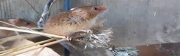 Mouse rodents for sale: Harvest Mice for sale, Newcastle upon Tyne - Advert 1