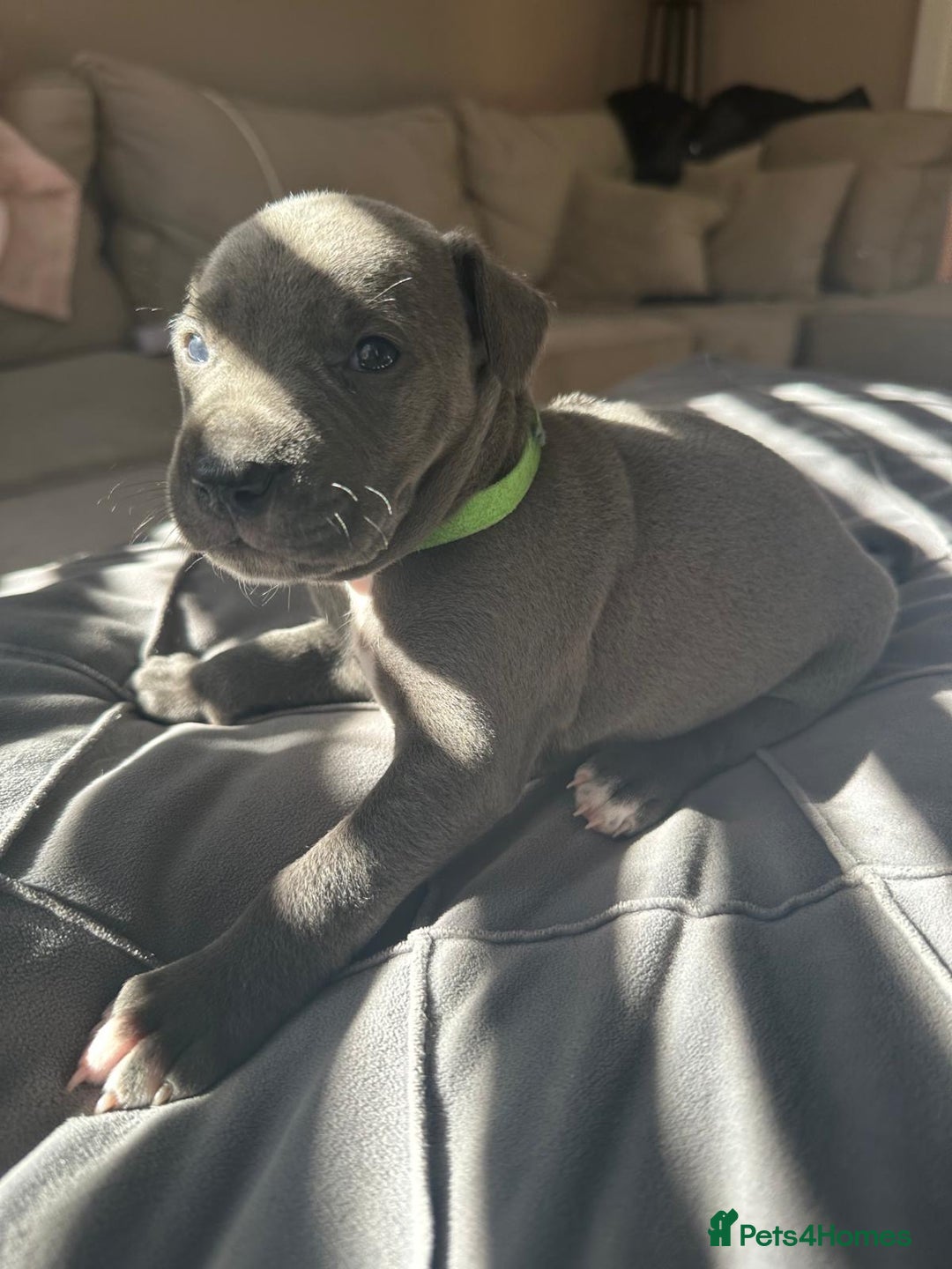 Mixed Breed dogs for sale: Staff x cane corso merle and grey pups for sale  - Image 21