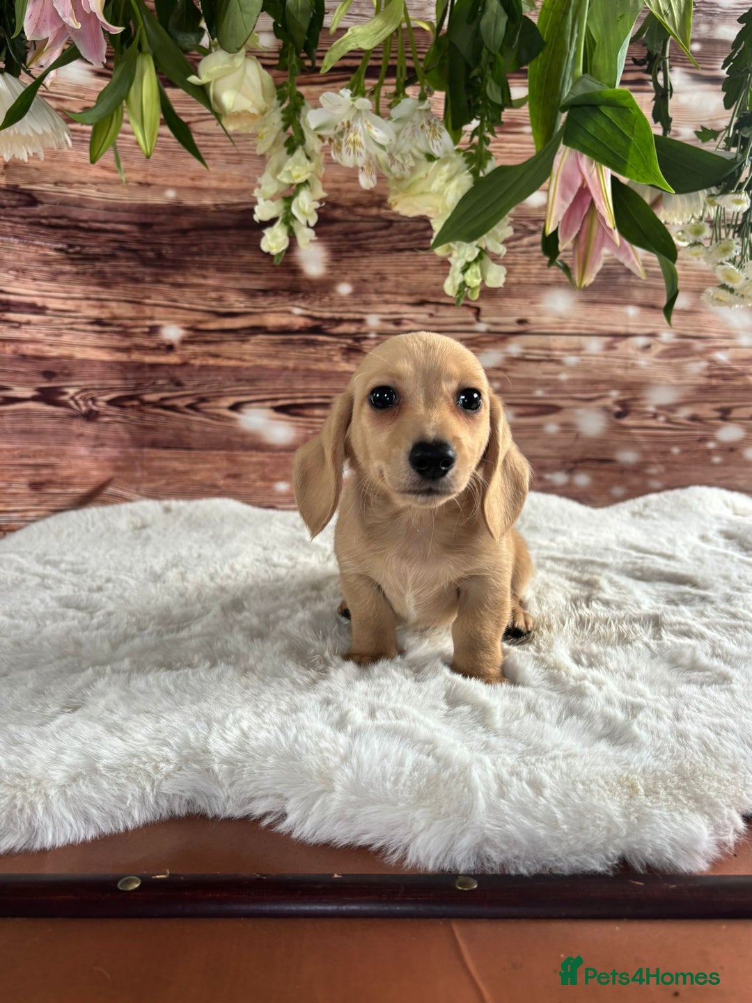 Dachshund dogs for sale: Tiny dachshund ready now! - Image 3