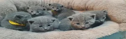 Russian Blue cats for sale: 🐾 Beautiful Russian Blue Kittens for Sale 🐾 - Advert 5