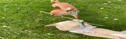 Chihuahua dogs for sale: Peaches & Blossom - Advert 7