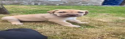 Mixed Breed dogs for sale: 2 female Daniff Puppies READY NOW - Advert 17