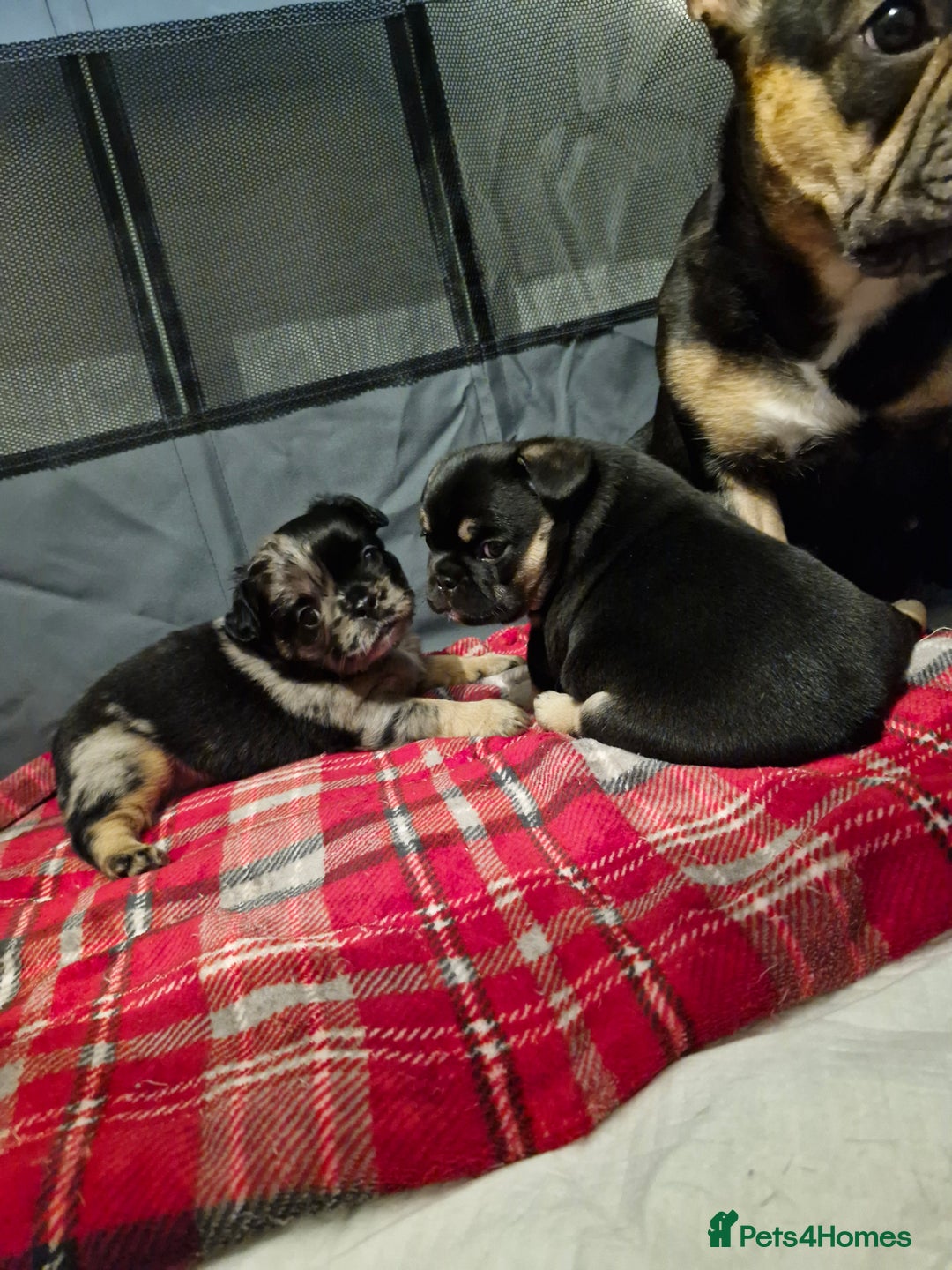 French Bulldog dogs for sale: French bulldogs - Advert 1