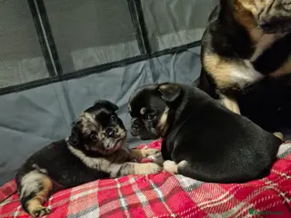 French Bulldog dogs French bulldogs - Advert 11